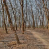 rubber plantation workers abducted in Lama rubber plantation workers abducted in Lama