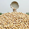 govt to buy 50000 tonnes of potatoes govt to buy 50000 tonnes of potatoes