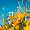 Scent of spring: Songbirds, cherry blossoms, and warmer days Scent of spring: Songbirds, cherry blossoms, and warmer days