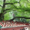 Thousands gather at Ramna Batamul to welcome Bengali New Year Thousands gather at Ramna Batamul to welcome Bengali New Year