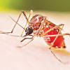 rising dengue cases in Bangladesh rising dengue cases in Bangladesh