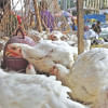 Ctg’s live bird markets expose disturbing gaps in poultry welfare Ctg’s live bird markets expose disturbing gaps in poultry welfare
