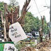 tree plantation policy in Bangladesh tree plantation policy in Bangladesh