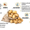 potato varieties developed in bangladesh potato varieties developed in bangladesh