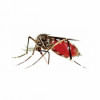 Dengue menace: 21,932 cases, 86 deaths make October deadliest dengue death