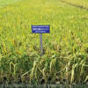 What is 'diabetic rice'? What is 'diabetic rice'?