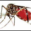 Dengue fever Dengue