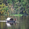 Sundarbans mangrove forest Sundarbans mangrove forest