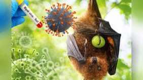 Nipah virus signs and symptoms