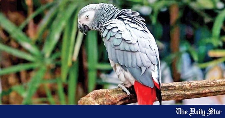 parrots removed from uk safari park