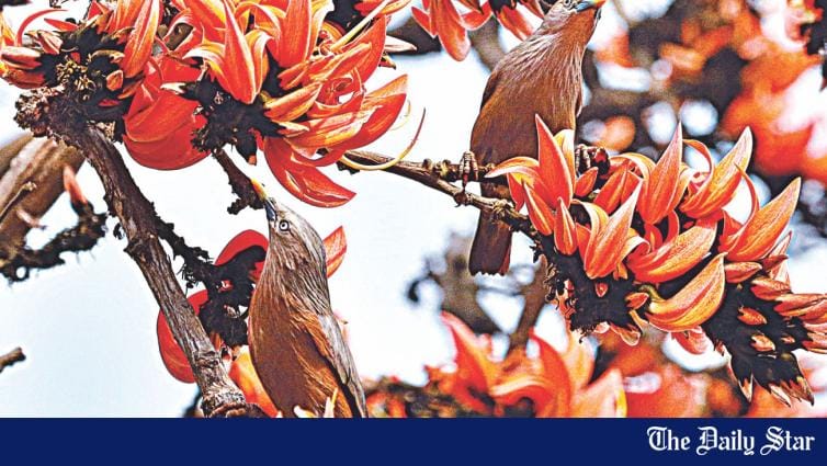 Basanta Utsav 2018: The colours of Pahela Falgun | The Daily Star