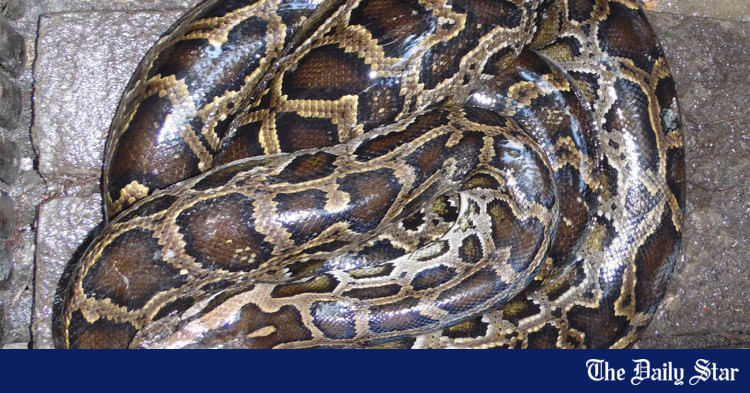 Locals rescue 2 pythons in Faridpur, Sylhet