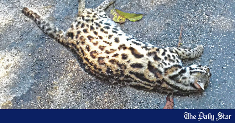 Rare Fishing Cat Dies In Lawacherra Road Crash | The Daily Star