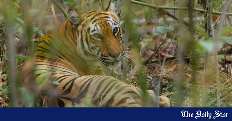 Bengal tigers could vanish from the Sundarbans, one of their final  strongholds