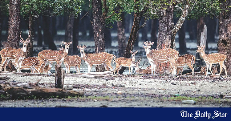 Sundarban Wildlife | The Daily Star