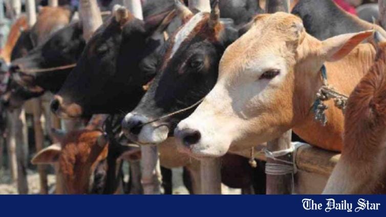 Cattle Markets: High prices keep buyers away - Vimarsana News