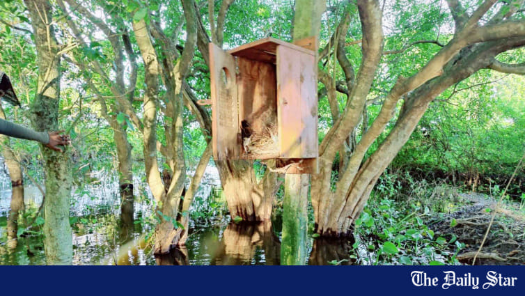 Boxes for brooding | The Daily Star