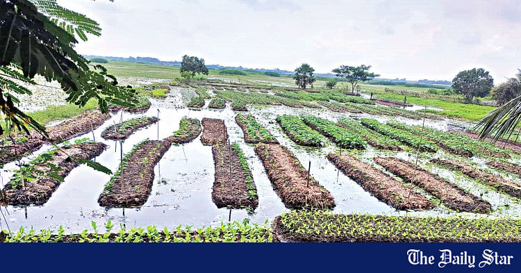 Floating seedbeds offer ample gains in Gopalganj | The Daily Star