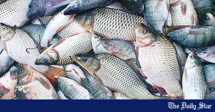 Imported fish should undergo more tests | The Daily Star