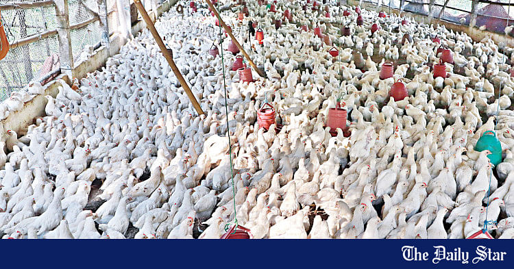 reduce-costs-disease-in-poultry-industry-the-daily-star