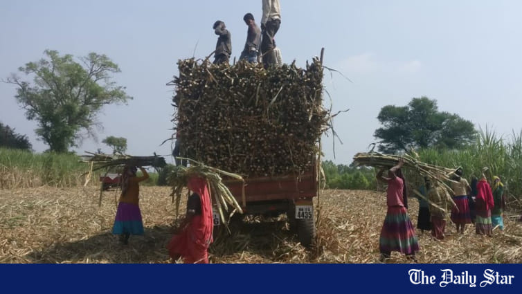 India extends curbs on sugar exports by a year | The Daily Star