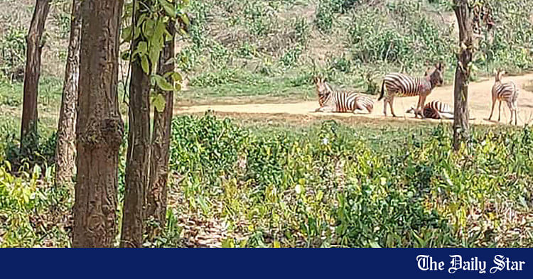 baby-zebra-born-at-gazipur-safari-park