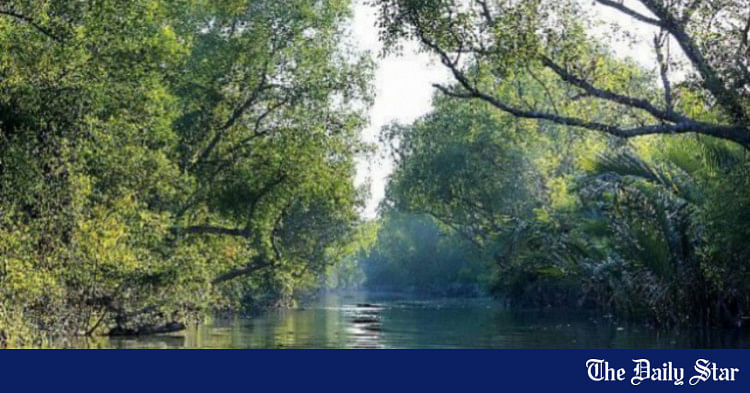 sundarbans-day-world-s-largest-mangrove-forest-draws-growing-number-of-tourists