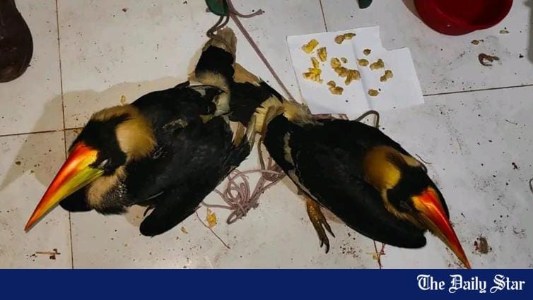 Reddet fra menneskehandlere havner de store hornfuglene i fangenskap