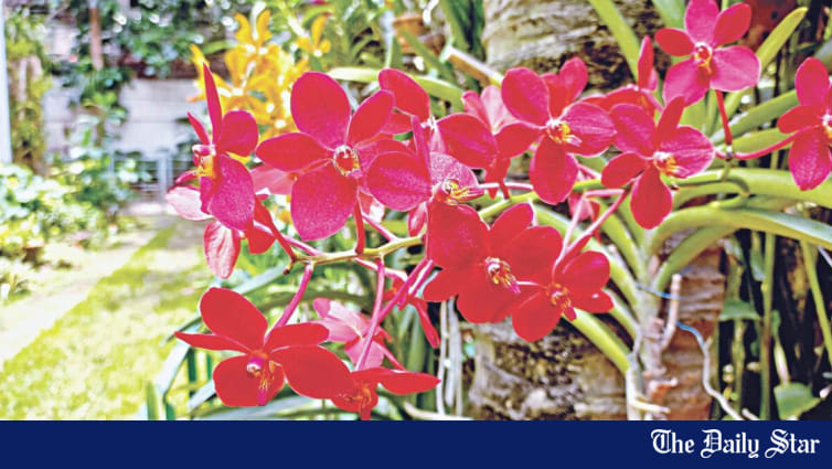The fascinating orchid: Yesterday and today - Vimarsana News