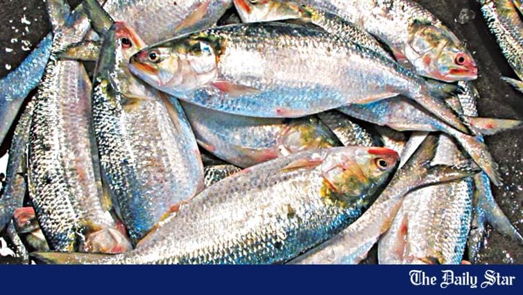 Hilsa production growth rate declining - Vimarsana News