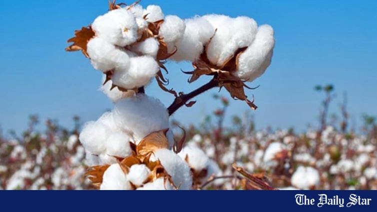 'Cotton GSP scheme' could be win-win' - Vimarsana News