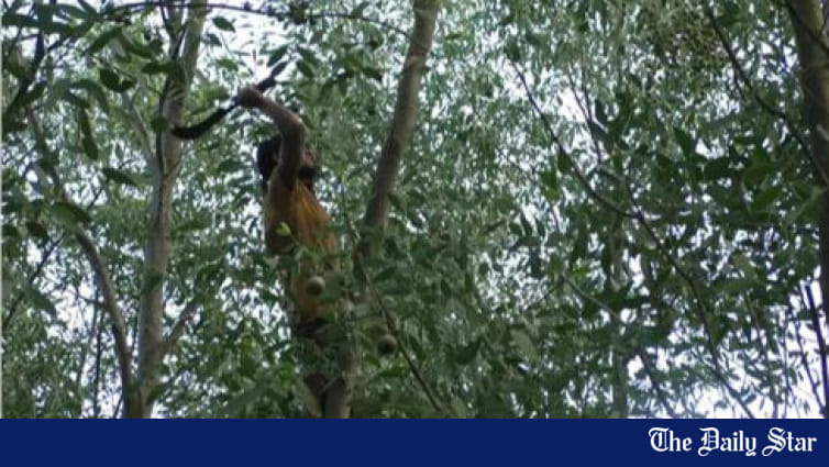 Haringhata forest in peril - Vimarsana News