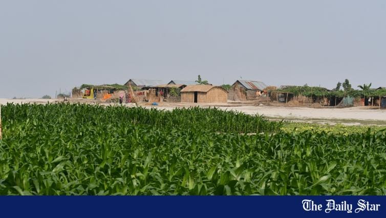 Corn import to fall as dollar shortage persists - Vimarsana News