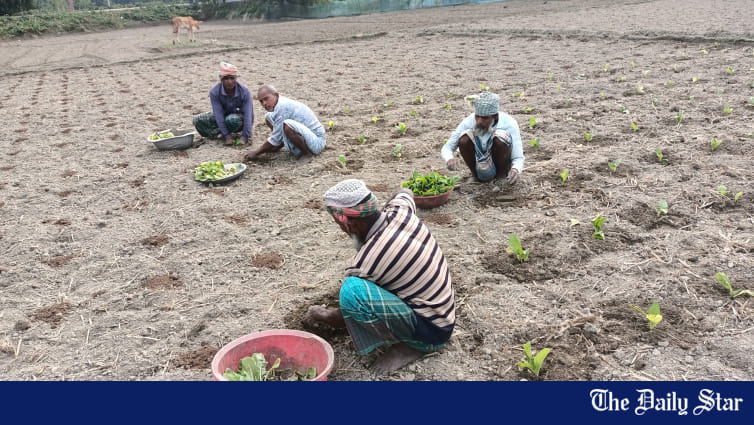 Expanding tobacco cultivation: Farmers give in to lure of profits - Vimarsana News