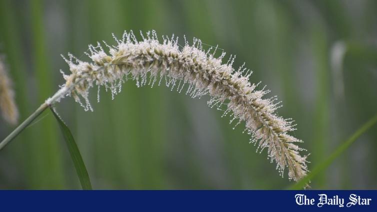 Dewdrops of water on the flowers | In pictures: Tales of the dewdrops - Vimarsana News