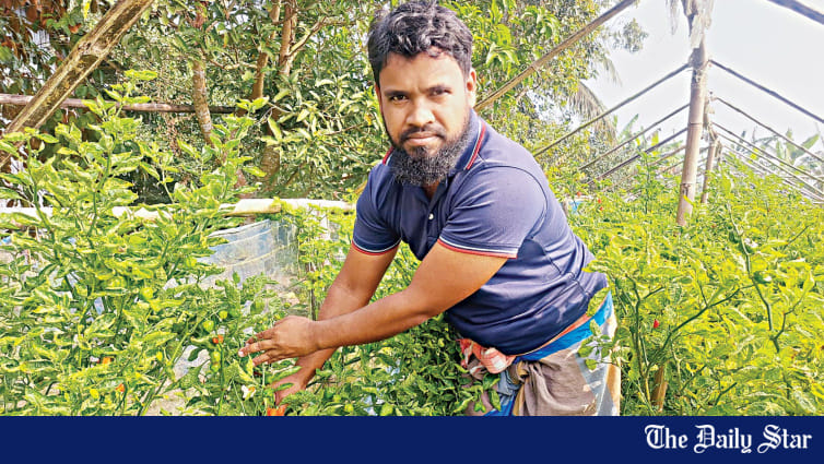 Hemayet shines in Bombay chili farming - Vimarsana News