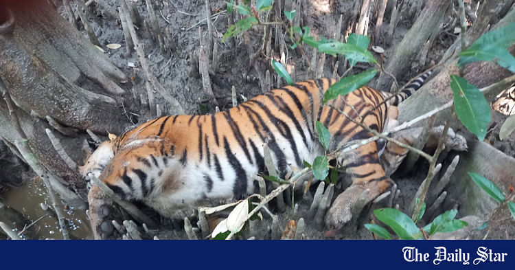 tiger-carcass-recovered-in-sundarbans