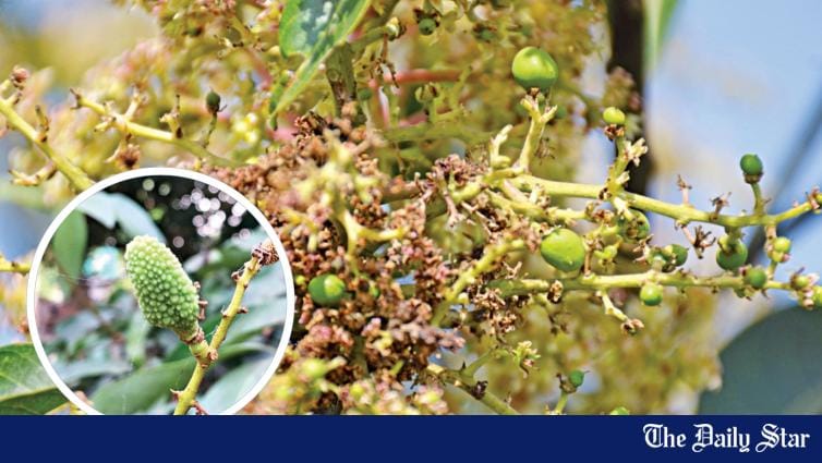 Adverse Effects of Heat on Mango and Litchi Farms | Mangoes and litchis taking a hit from the heat - Vimarsana News