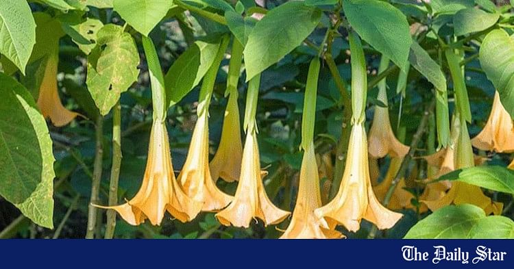 Scopolamine Devil’s Breath Incidents in Bangladesh | ‘Devil’s Breath ...