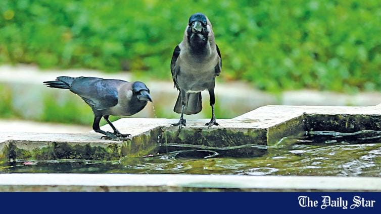 The vanishing crows of our cities