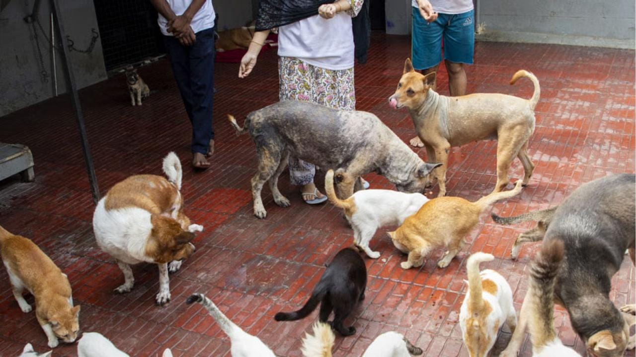 dog-stray-animals-cats