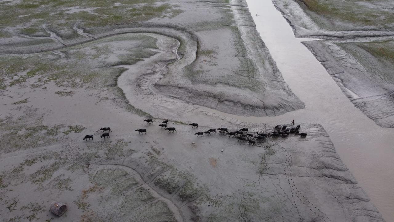 buffalo population in Urir Char dropped