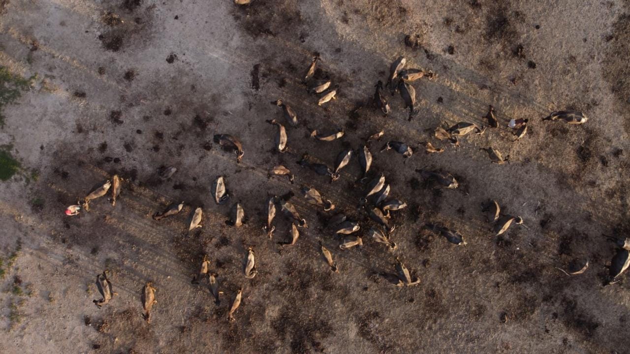 Buffalo herds | Char-Lands Erosion