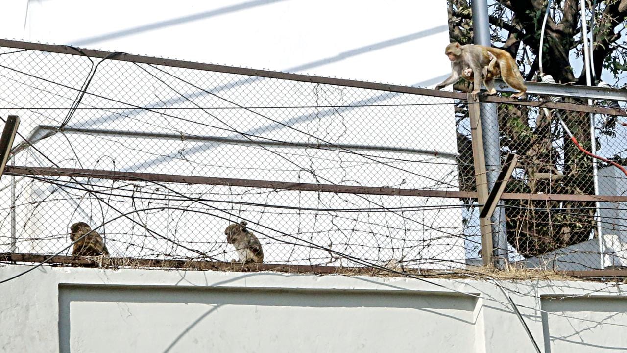 Lost Wildlife in Dhaka