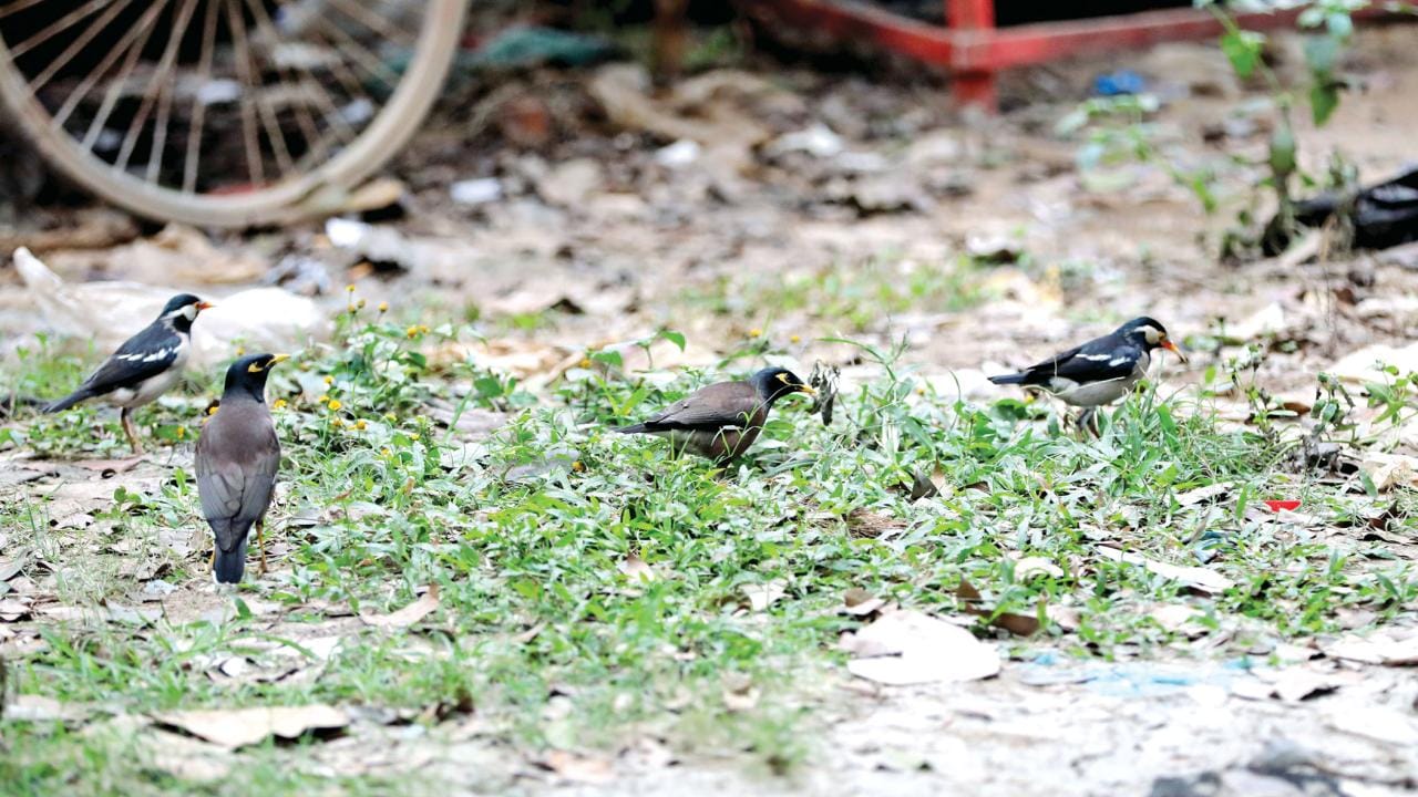 As the city’s ground dwelling animals are facing threats, many of the winged residents have also become extremely vulnerable.