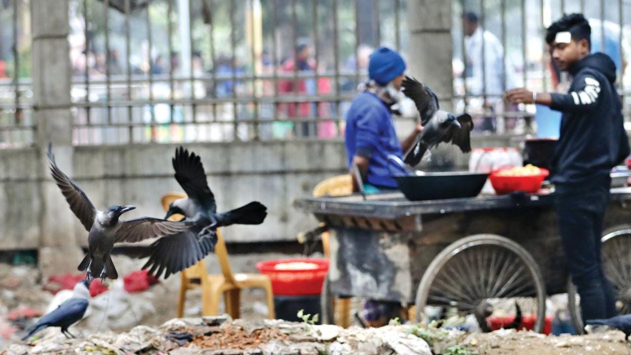 Due to habitat destruction, many native birds have been wiped out from Dhaka, while population of some scavenger birds have increased considerably.