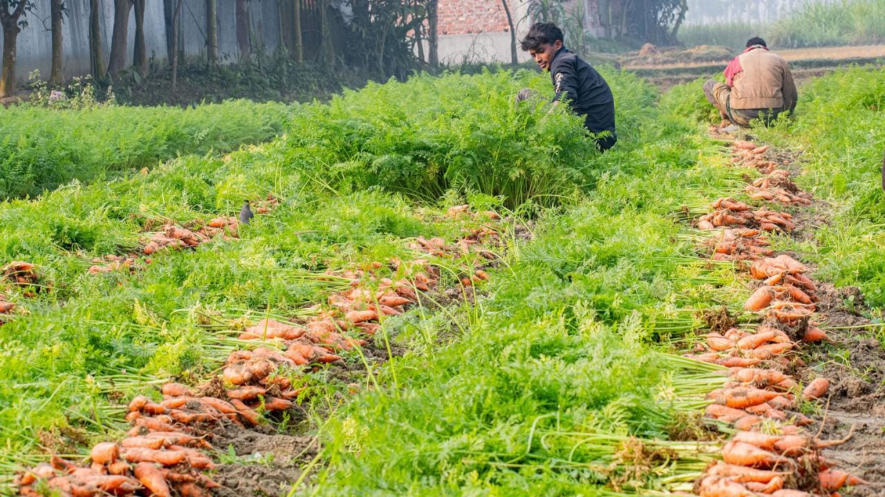 carrot production in bangladesh, A Carrot Revolution Takes Root in Bangladesh, Good carrot yields raise hope in Singair farmers, Carrot cultivation brings cheers for char farmers, Bumper carrot production, Carrot output delights peasants