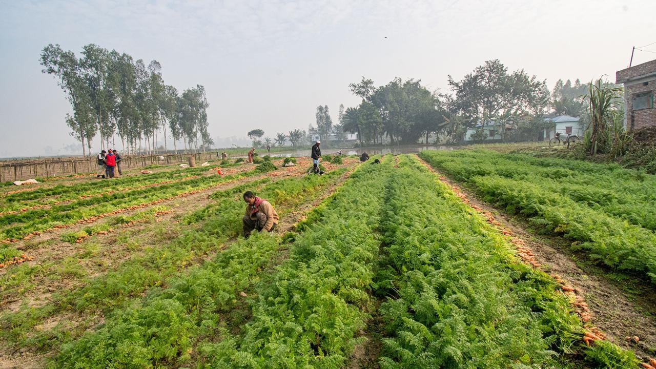 carrot production in bangladesh, A Carrot Revolution Takes Root in Bangladesh, Good carrot yields raise hope in Singair farmers, Carrot cultivation brings cheers for char farmers, Bumper carrot production, Carrot output delights peasants