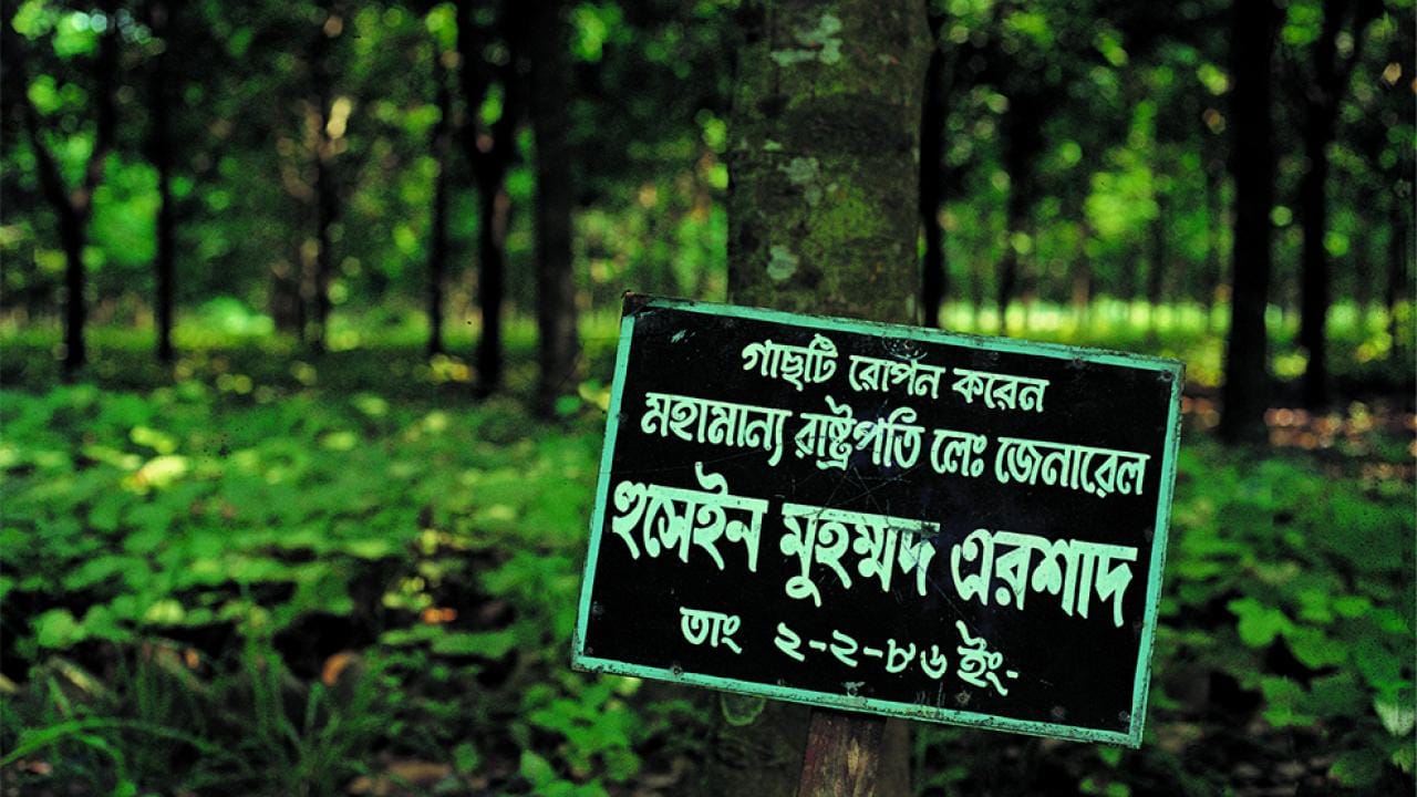 The rubber tree that then President Ershad planted in 1986