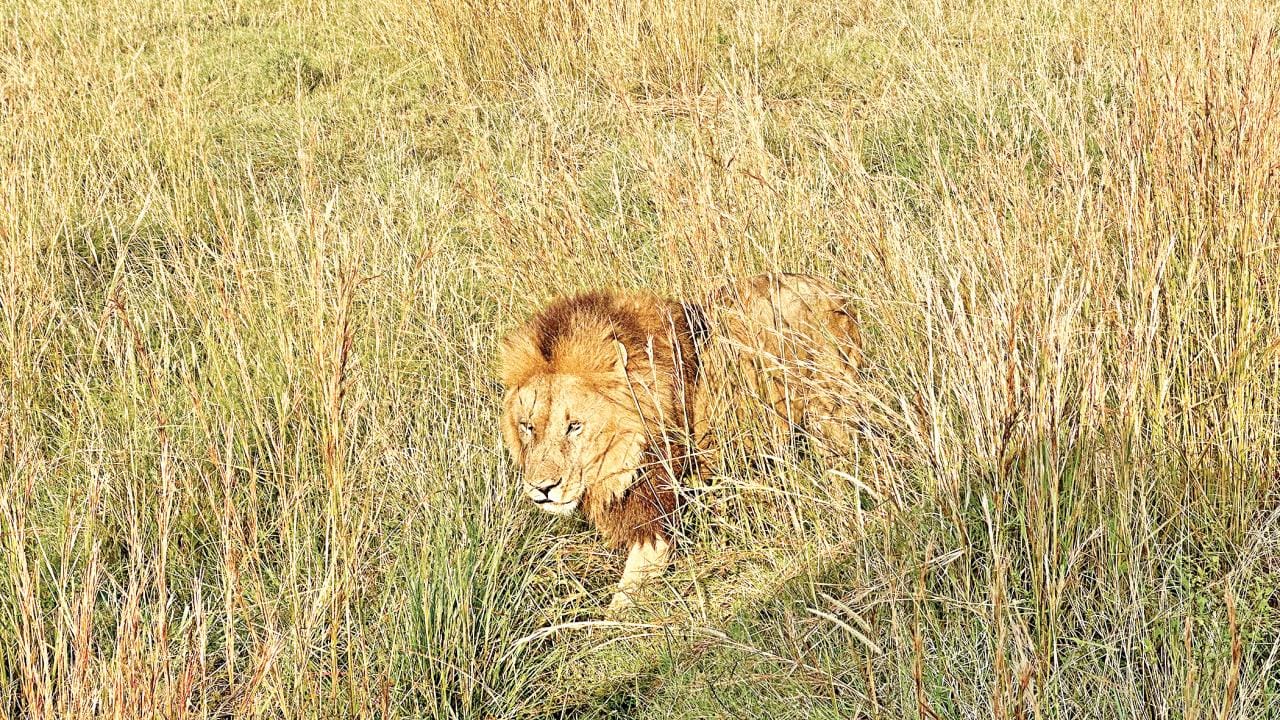 maasai-mara2.jpg